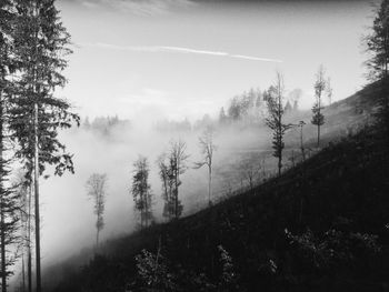 Low angle view of trees in forest against sky