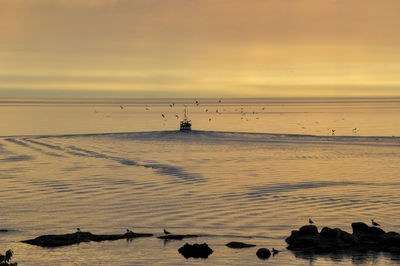 Silhouette birds perching on beach against sky during sunset