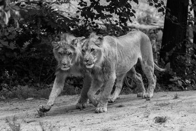 Two lions wakling together in the zoo, black and white