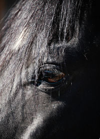 Close-up of a horse