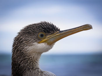 Close-up of a bird against the sea