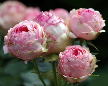 Close-up of pink roses growing outdoors