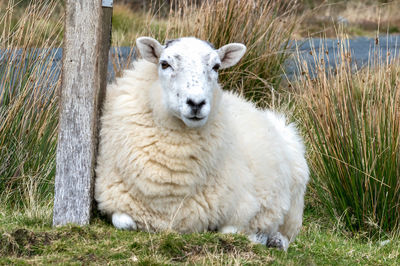 Portrait of white sheep on field