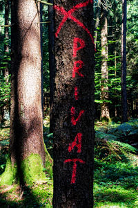 Close-up of text on tree trunk in forest