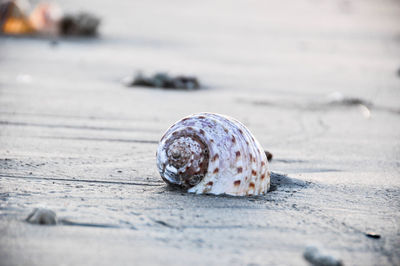 Close-up of seashell on beach