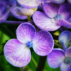 Close-up of purple flowers