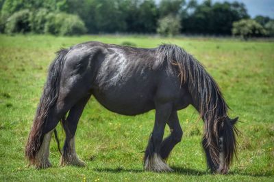 Horse grazing on field