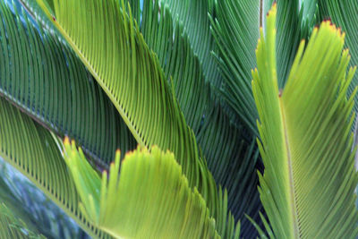 Full frame shot of leaves