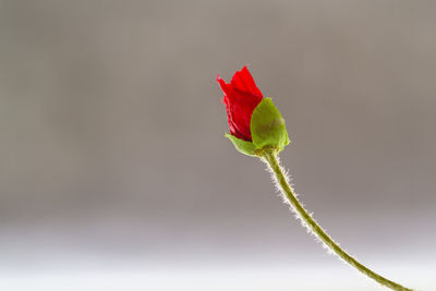 Close-up of red rose bud