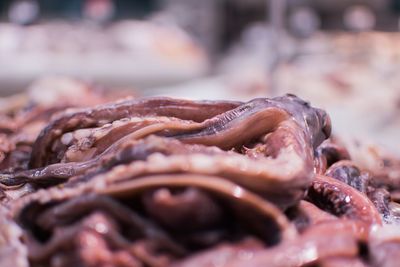 Close-up of fish for sale in market