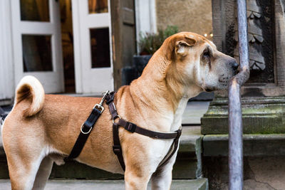 Close-up of dog outdoors