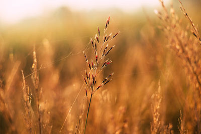 Close-up of wheat growing on field