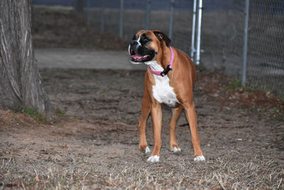 Dog sticking out tongue outdoors