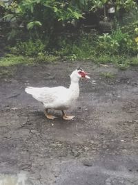 High angle view of a bird in water