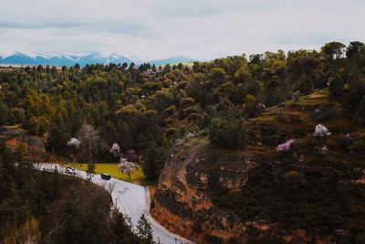 Scenic view of trees and plants against sky