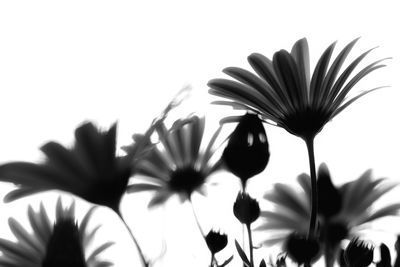 Close-up of flowers blooming outdoors