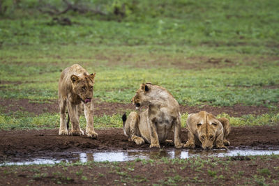 Lionesses drinking water