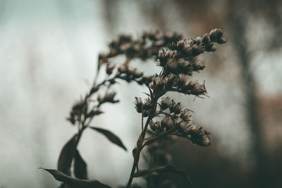 Close-up of wilted plant