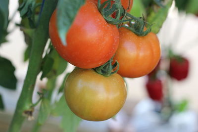 Close-up of tomatoes growing on tree