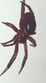 Close-up of spider on white surface