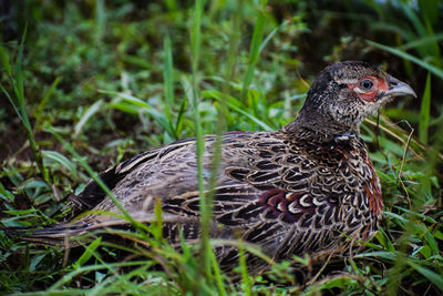 Close-up of pheasant on field