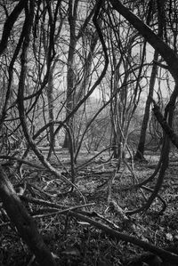 Bare tree in forest