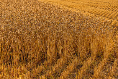 Scenic view of wheat field