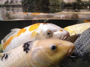Close-up of fish swimming in sea