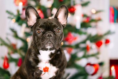 Portrait of a french bulldog dog on christmas tree