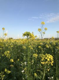 Close-up of fresh yellow flowering plants on field against sky