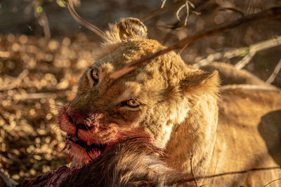 Close-up of lioness