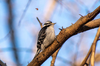 Low angle view of bird perching on branch