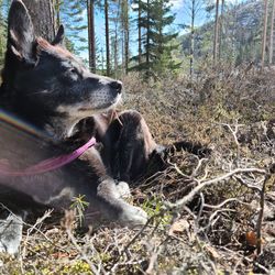 Dogs in a forest