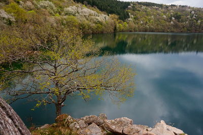 High angle view of trees by lake in forest