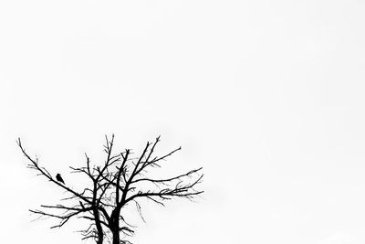 Bare tree against clear sky