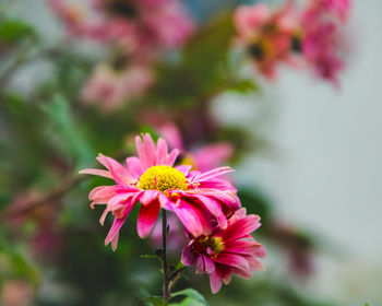 Close-up of pink flower