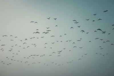 Low angle view of birds flying in the sky