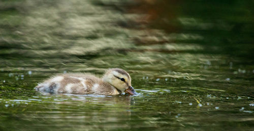 Close-up of duckling swimming on lake