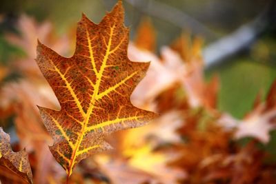 Close-up of dry maple leaves on tree