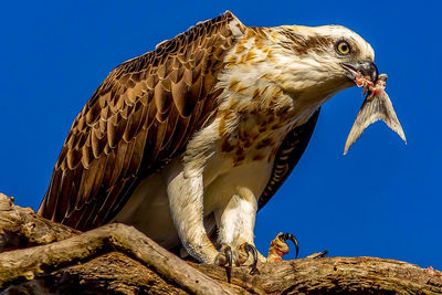 Low angle view of eagle perching on tree against clear blue sky