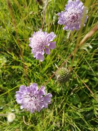 Close-up of purple flowers