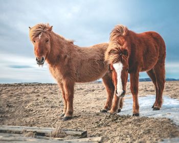 Horses standing on sand against sky