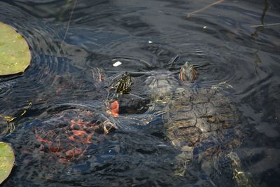 High angle view of fish swimming in lake