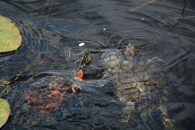 Florida red-bellied cooters or florida red belly turtle and a red-eared slider turtle in water