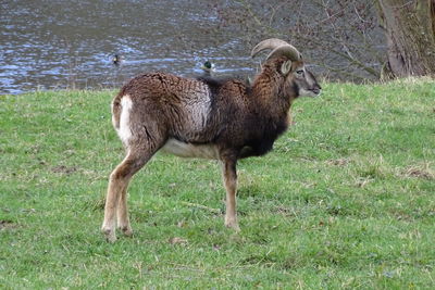 Mouflon ram at the lake