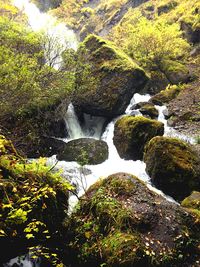 Scenic view of waterfall in forest