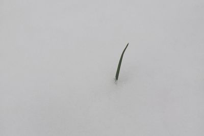 Close-up of snow over white background