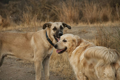 View of a dog on field