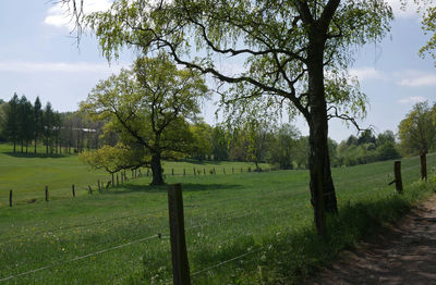 Trees on field against sky