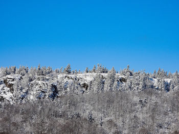 Snow covered plants against clear blue sky